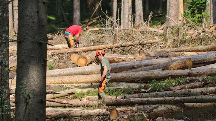 Récolte de bois