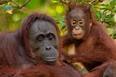 Orang Utan mit Nachwuchs