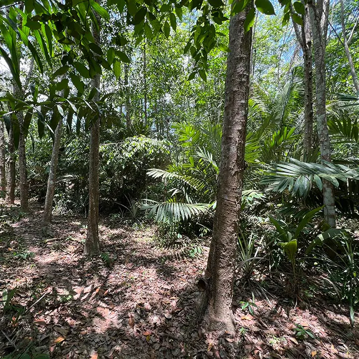 Naturkautschuk im Waldanbau